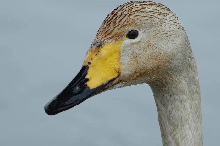 ハクチョウの幼鳥_d0098721_17171633.jpg