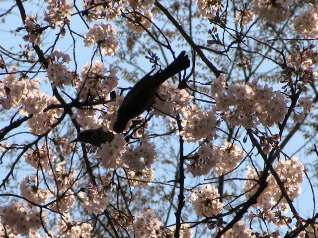 2008年3月27日　池の野鳥もこの桜にうかれて出てきたらしいです_d0129921_2334995.jpg