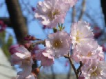 桜　「熊谷　くまがい」_d0101522_8353191.jpg