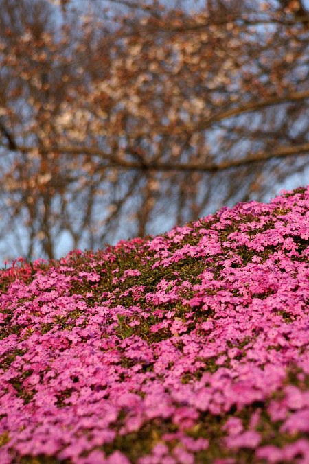 相模川左岸の芝桜P-2  夕陽に染まる芝桜です。／詩_b0033423_16511116.jpg