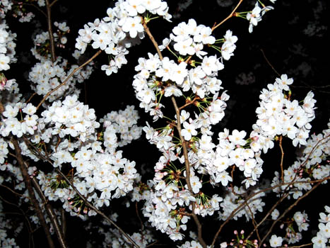 深夜の桜。_a0026127_17451071.jpg