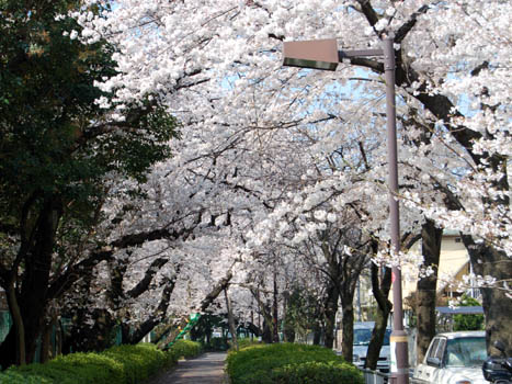 深夜の桜。_a0026127_17473252.jpg