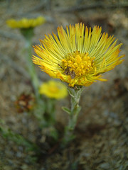 Herb コルツフットcoltsfoot 英国メディカルハーバリスト