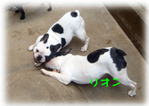 b0078030_22224999.gif