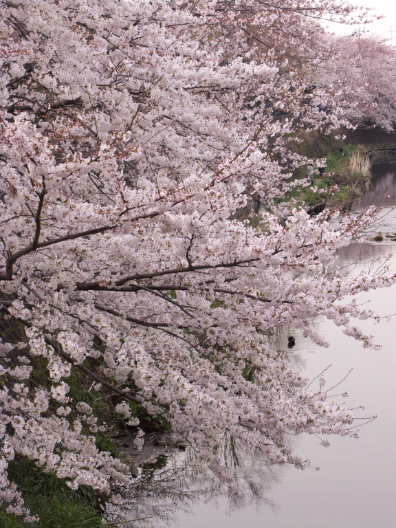 大岡川桜見　2008-3-28_c0153534_21491441.jpg