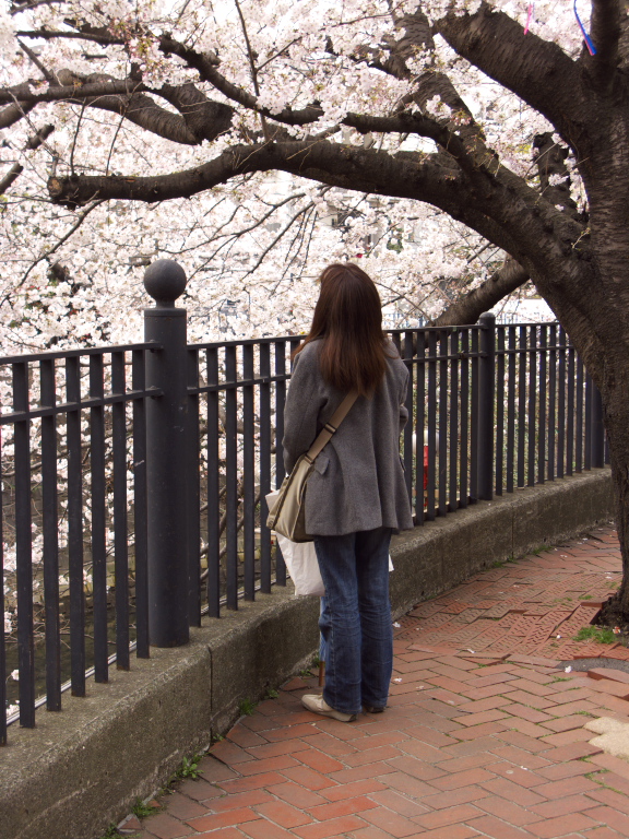 大岡川桜見　2008-3-28_c0153534_2152422.jpg