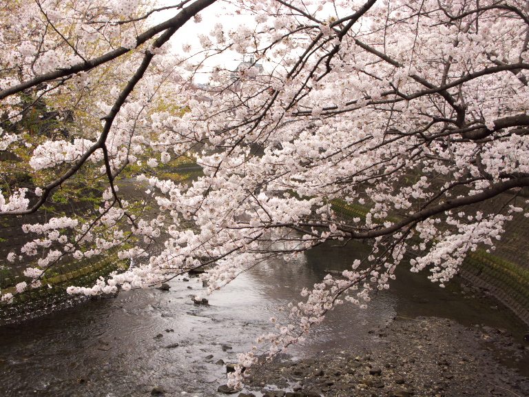 大岡川桜見　2008-3-28_c0153534_2232247.jpg