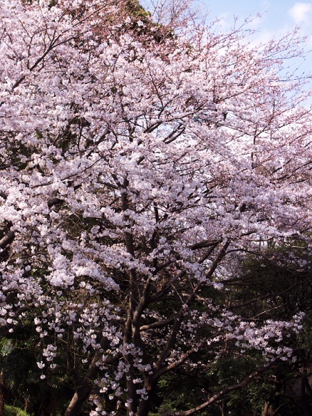 桜見物、山手・港の見える丘・外人墓地　2008-3-27_c0153534_843417.jpg