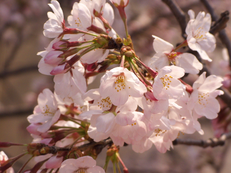 桜見物、山手・港の見える丘・外人墓地　2008-3-27_c0153534_8464677.jpg