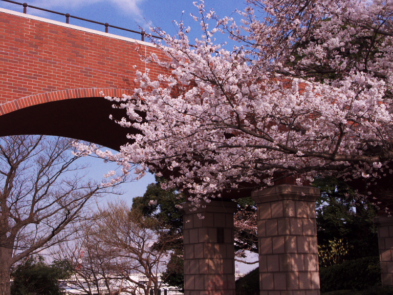 桜見物、山手・港の見える丘・外人墓地　2008-3-27_c0153534_84699.jpg