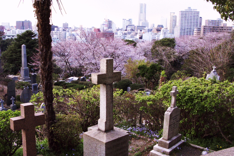 桜見物、山手・港の見える丘・外人墓地　2008-3-27_c0153534_932840.jpg