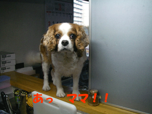 c0136838_2314821.gif