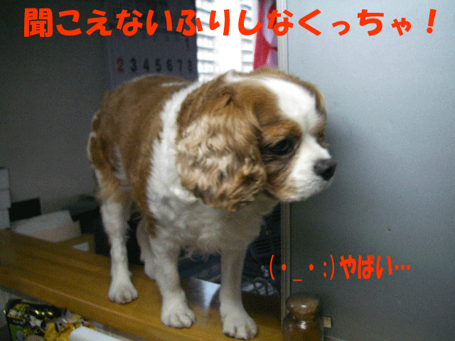 c0136838_23174262.gif