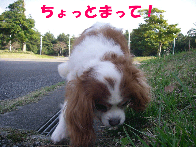 c0136838_2394783.gif