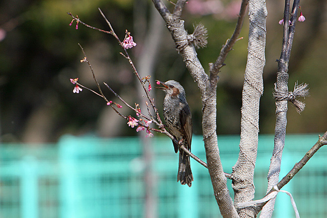 3月２３日　午後の鳥見から　早咲きの桜にヒヨドリが…_e0066638_851305.jpg
