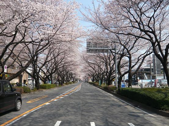 桜のトンネル_c0137444_13513149.jpg