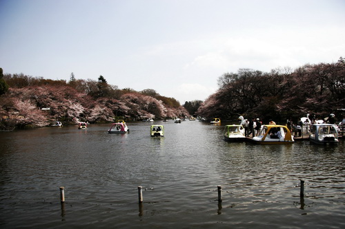 吉祥寺的樱花_a0073545_7213667.jpg