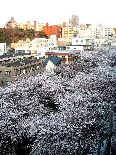 中目黒の桜　８分咲き_a0004546_19115229.jpg