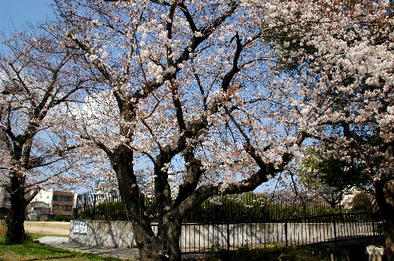　　春の便り_b0093754_03989.jpg