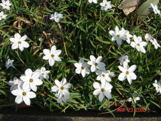 Petals_c0157558_0105611.jpg