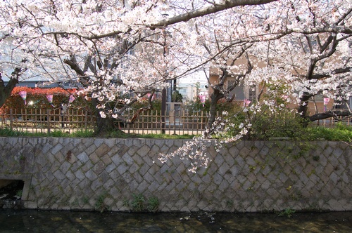 北浜川の桜_c0126161_17133277.jpg