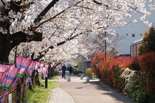 北浜川の桜_c0126161_17145317.jpg