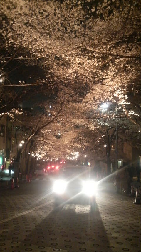 夜桜_b0008764_1041495.jpg