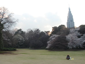 Shinjyuku Gyoen_f0047270_1027412.jpg