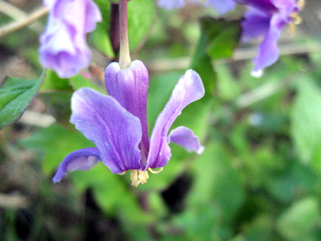 ■今朝の草花_f0015474_1143043.jpg