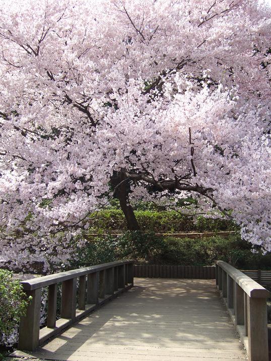 2008春　新宿御苑の桜_b0113883_1002824.jpg