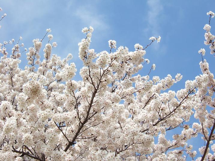 2008春　新宿御苑の桜_b0113883_1004437.jpg