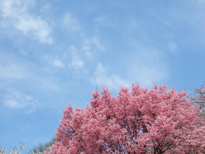 2008春　新宿御苑の桜_b0113883_13292435.jpg