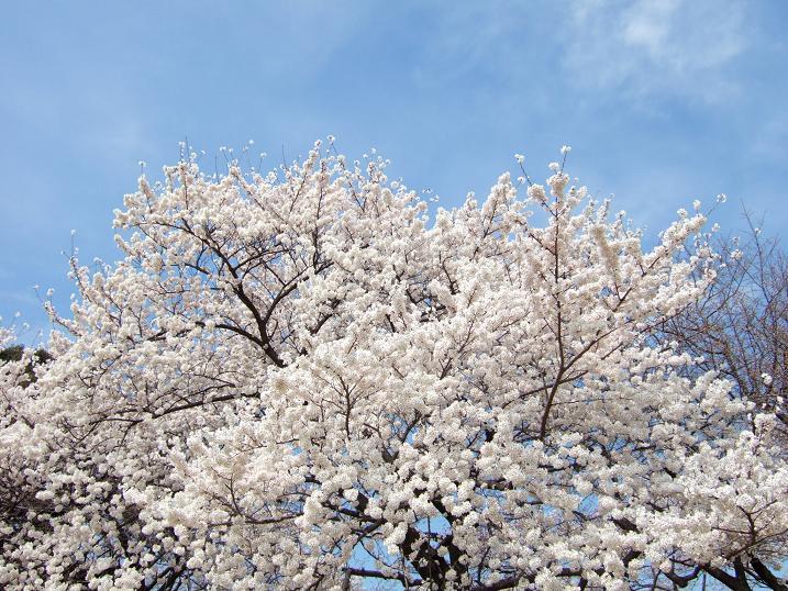 2008春　新宿御苑の桜_b0113883_13293745.jpg