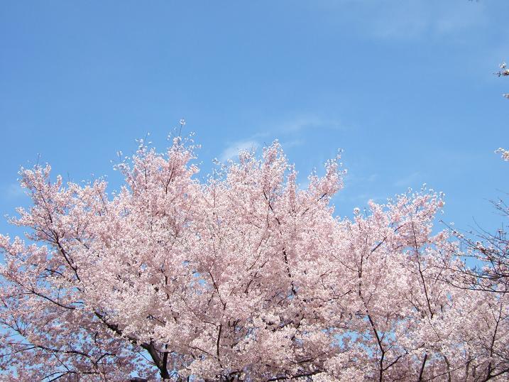 2008春　新宿御苑の桜_b0113883_13294889.jpg