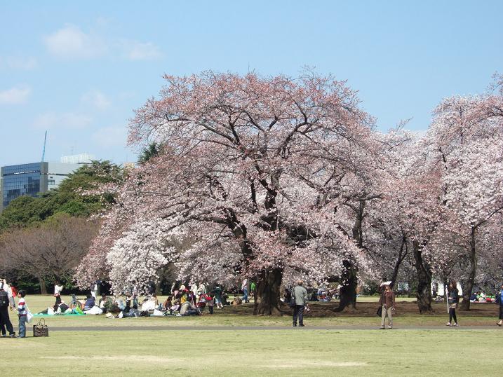 2008春　新宿御苑の桜_b0113883_13301393.jpg