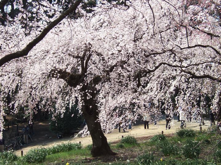 2008春　新宿御苑の桜_b0113883_1330166.jpg