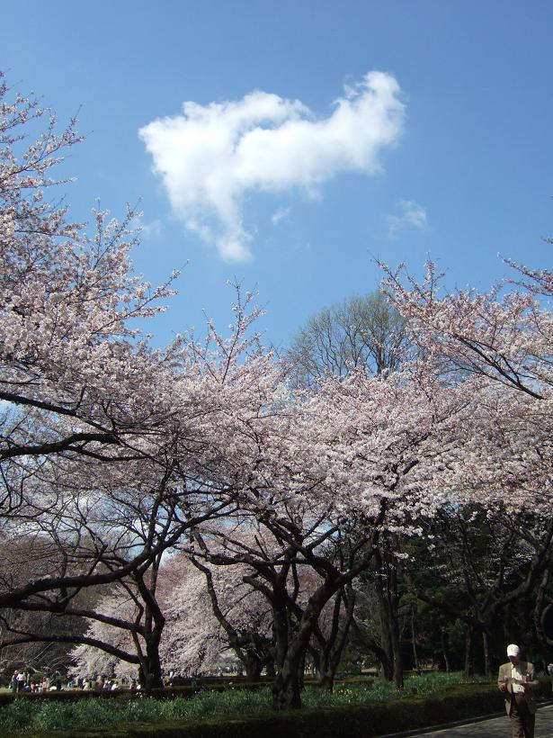 2008春　新宿御苑の桜_b0113883_13305275.jpg