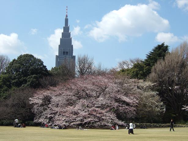 2008春　新宿御苑の桜_b0113883_9585719.jpg