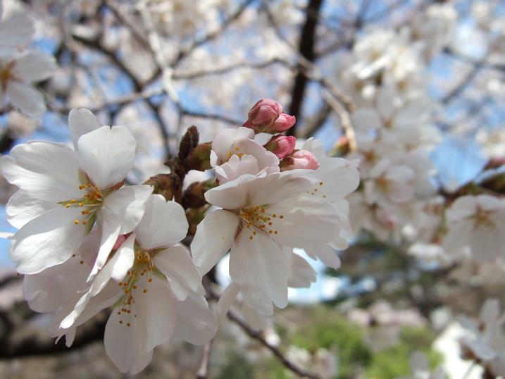 2008春　新宿御苑の桜_b0113883_9592462.jpg