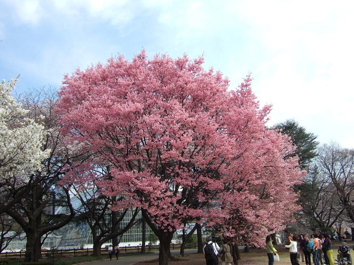 2008春　新宿御苑の桜_b0113883_9593830.jpg