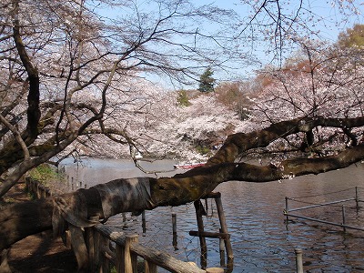 井の頭恩賜公園 ～桜2008編_c0105785_17262645.jpg