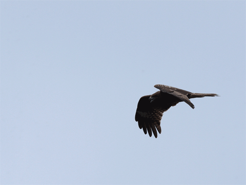 b0053192_2392281.gif