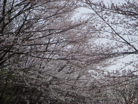 ☆☆桜、さ〜く〜ら〜、弥生の空に〜☆☆_c0149195_19362999.jpg