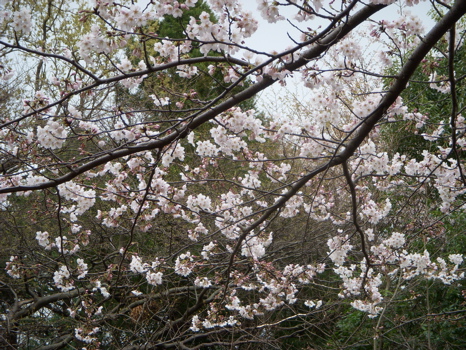 ☆☆桜、さ〜く〜ら〜、弥生の空に〜☆☆_c0149195_1946368.jpg