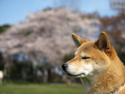 桜見物_f0109601_22114592.jpg