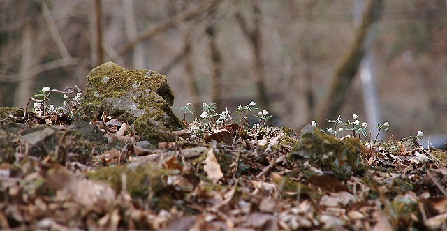 e0039703_03469.jpg