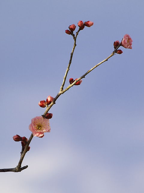 荒山公園 梅林 その8：枝振り_d0087407_23384016.jpg