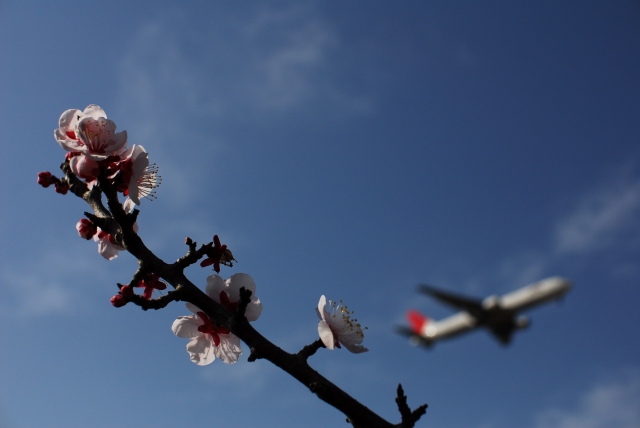 Cherry blossoms（ではなく梅のようなのだ。）_d0089110_21114533.jpg
