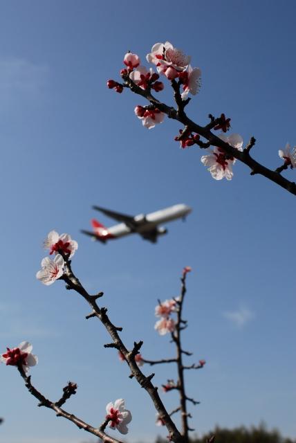 Cherry blossoms（ではなく梅のようなのだ。）_d0089110_2112836.jpg