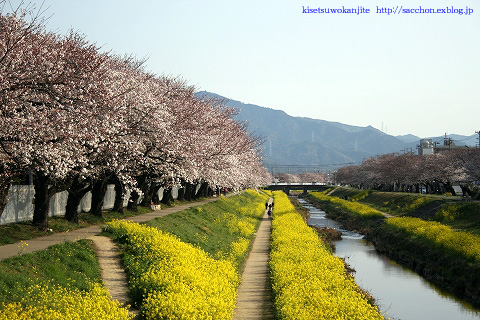 今朝の佐奈川_a0020615_23381841.jpg